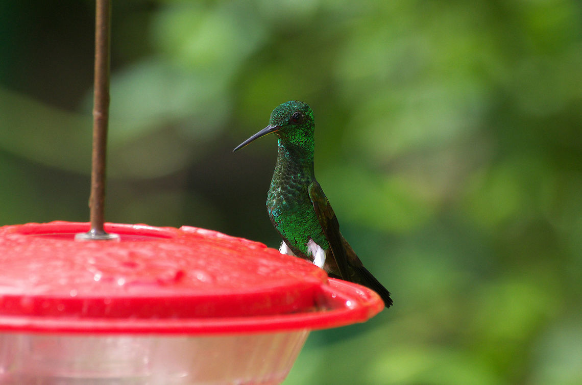 Copper Rumped Hummingbird  Amazilia tobaci,Copper-rumped hummingbird,Fall,Geotagged,Trinidad and Tobago,asa wright,black,green,hummingbird