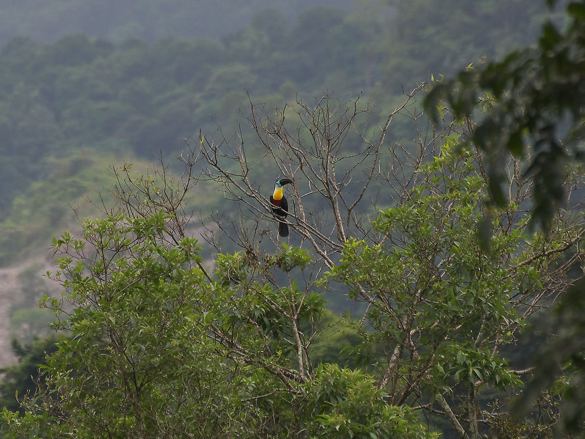 Channel-billed Toucan  Channel-billed Toucan,Fall,Geotagged,Ramphastos vitellinus,Trinidad and Tobago,asa wright,black.white,blue,yellow