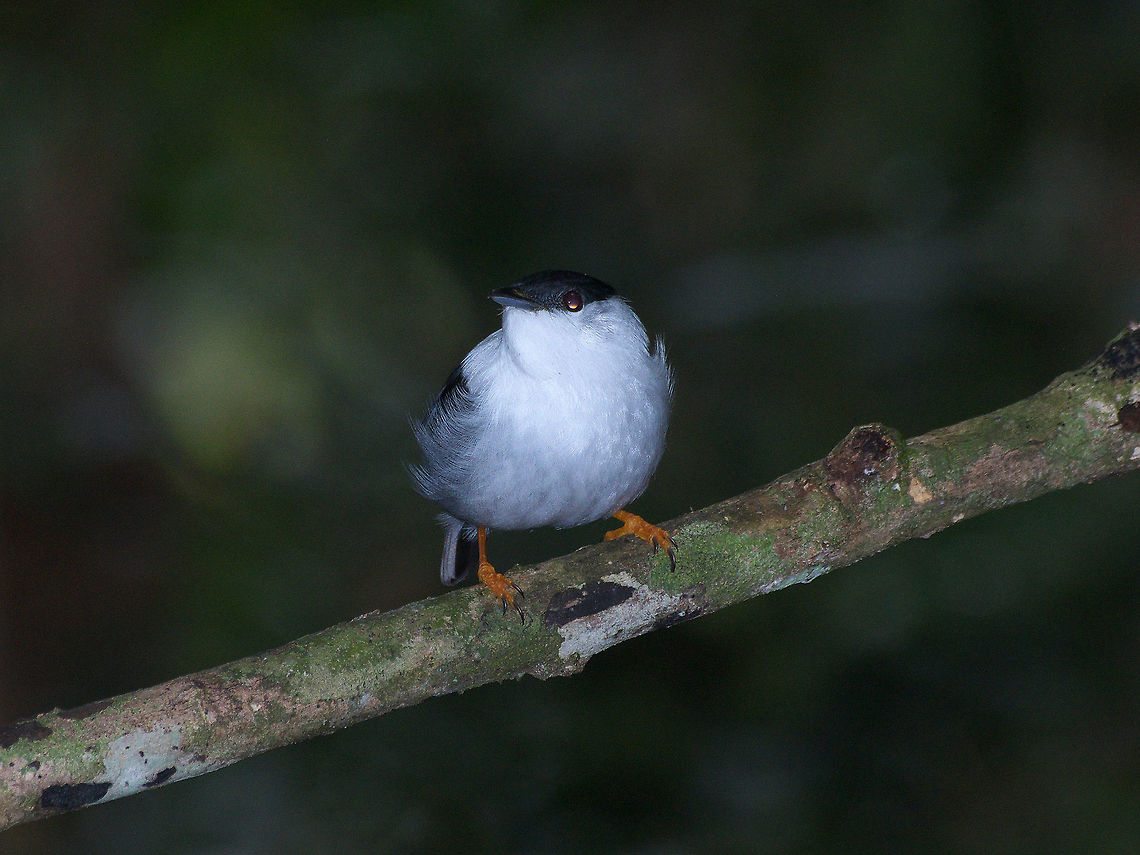 White-bearded manakin  Fall,Geotagged,Manacus manacus,Trinidad and Tobago,White-bearded manakin,asa wright,black,white