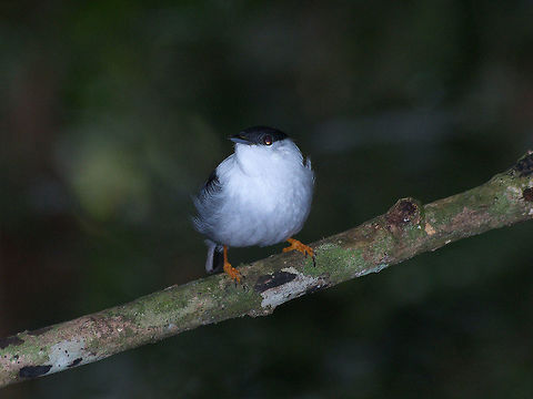 White-bearded manakin  Fall,Geotagged,Manacus manacus,Trinidad and Tobago,White-bearded manakin,asa wright,black,white