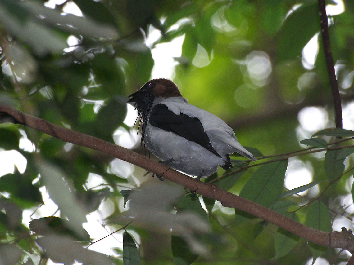 Bearded bellbird  Bearded bellbird,Fall,Geotagged,Procnias averano,Trinidad and Tobago,asa wright,black,brown,white
