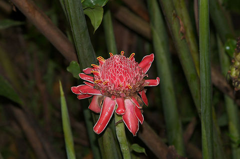 Torch ginger  Etlingera elatior,Fall,Geotagged,Trinidad and Tobago,asa wright,pink,yellow
