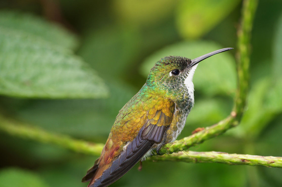 White-chested Emerald  Amazilia brevirostris,Fall,Geotagged,Trinidad and Tobago,White-chested emerald,asa wright,brown,green,hummingbird,white