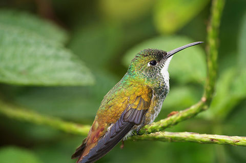 White-chested Emerald  Amazilia brevirostris,Fall,Geotagged,Trinidad and Tobago,White-chested emerald,asa wright,brown,green,hummingbird,white