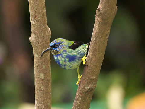 Immature male purple honeycreeper  Cyanerpes caeruleus,Fall,Geotagged,Purple honeycreeper,Trinidad and Tobago,asa wright,black,blue,green,yellow