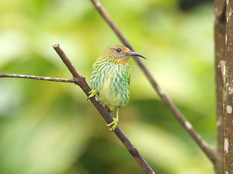 Female purple honeycreeper  Cyanerpes caeruleus,Fall,Geotagged,Purple honeycreeper,Trinidad and Tobago,asa wright,green,red,yellow