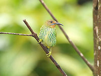 Female purple honeycreeper  Cyanerpes caeruleus,Fall,Geotagged,Purple honeycreeper,Trinidad and Tobago,asa wright,green,red,yellow
