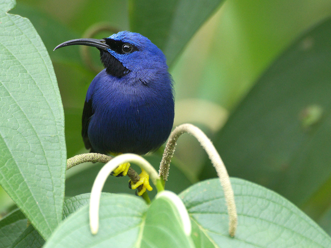 Male purple honeycreeper  Cyanerpes caeruleus,Fall,Geotagged,Purple honeycreeper,Trinidad and Tobago,asa wright,black,blue,yellow