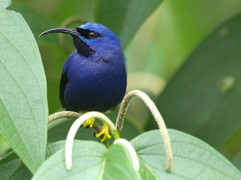 Male purple honeycreeper  Cyanerpes caeruleus,Fall,Geotagged,Purple honeycreeper,Trinidad and Tobago,asa wright,black,blue,yellow