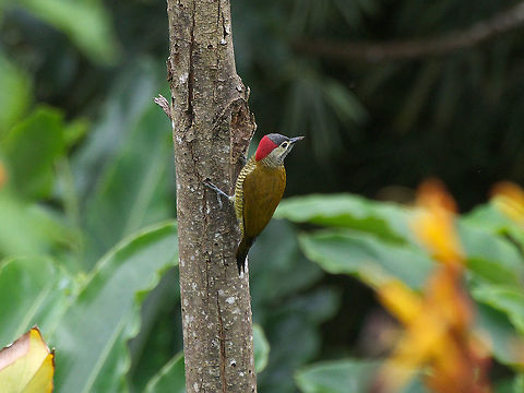 Golden-olive woodpecker  Colaptes rubiginosus,Fall,Geotagged,Trinidad and Tobago,asa wright,black,brown,golden-olive woodpecker,red,white