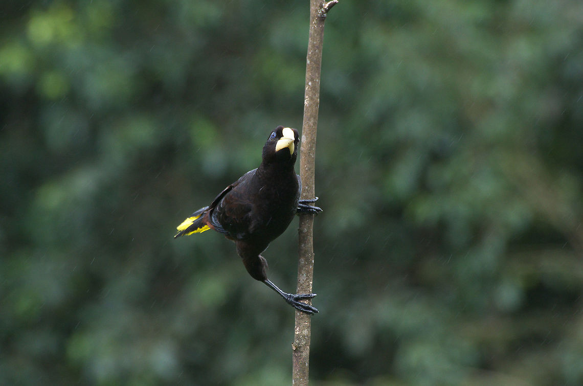 Crested oropendola  Fall,Geotagged,Psarocolius decumanus,Trinidad and Tobago,asa wright,black,brown,corn bird,crested oropendola,yellow