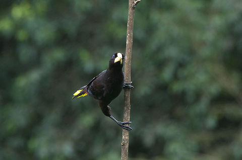 Crested oropendola  Fall,Geotagged,Psarocolius decumanus,Trinidad and Tobago,asa wright,black,brown,corn bird,crested oropendola,yellow