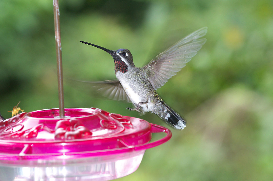 Long-billed starthroat  Fall,Geotagged,Heliomaster longirostris,Trinidad and Tobago,asa wright,black,grey,long-billed starthroat,red,white
