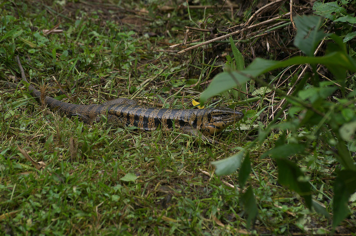 Gold Tegu  Fall,Geotagged,Gold tegu,Trinidad and Tobago,Tupinambis teguixin,asa wright,black,gold,lizard
