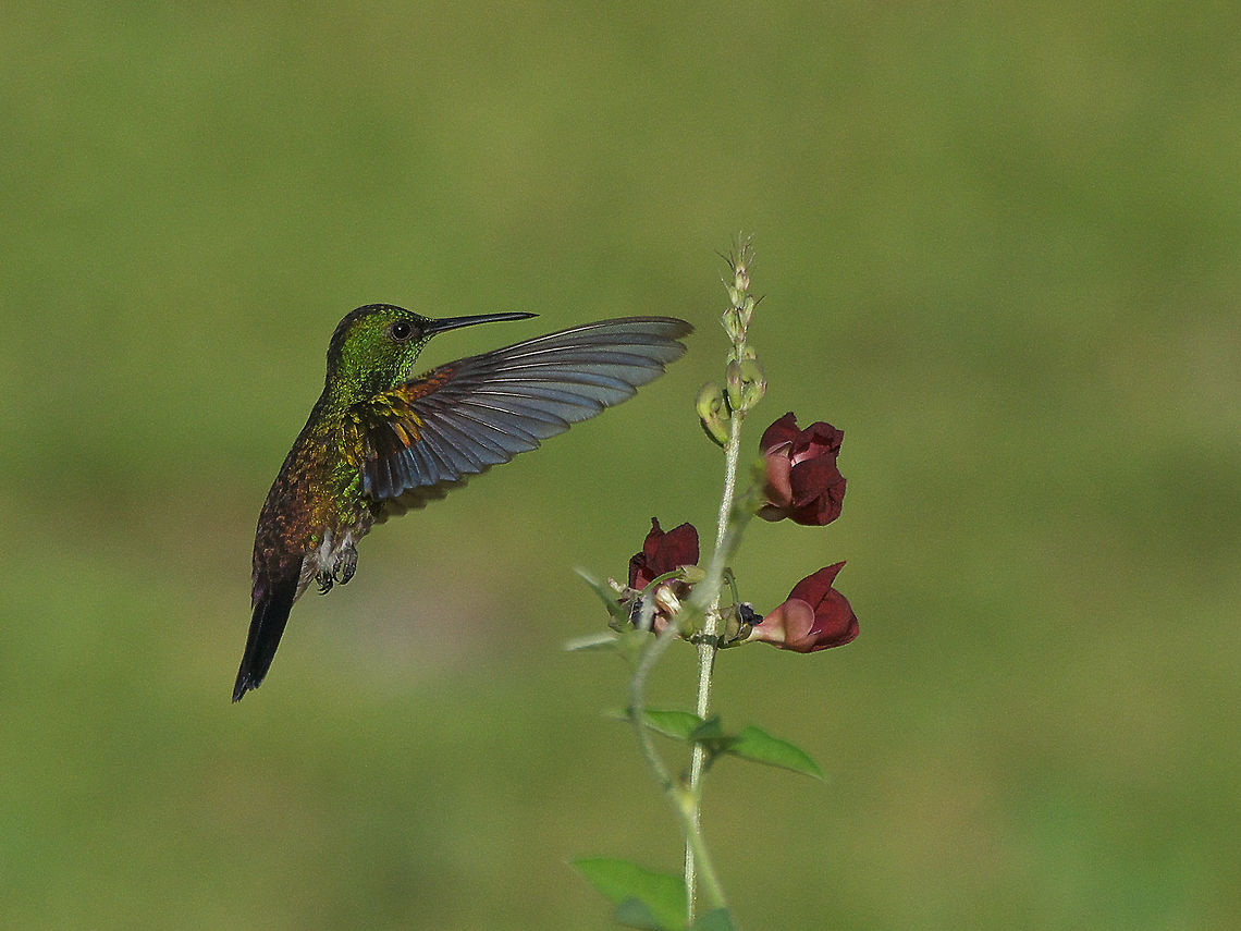 Copper-rumped Hummingbird  Amazilia tobaci,Copper-rumped hummingbird,Geotagged,Trinidad and Tobago,Winter