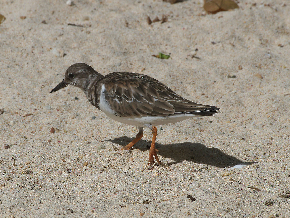 Ruddy Turnstone  Arenaria interpres,Fall,Geotagged,Ruddy Turnstone,Trinidad and Tobago