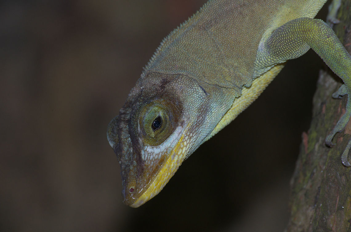 Richard's Anole  Anolis richardii,Fall,Geotagged,Grenada tree anole,Trinidad and Tobago,grey yellow,ridge