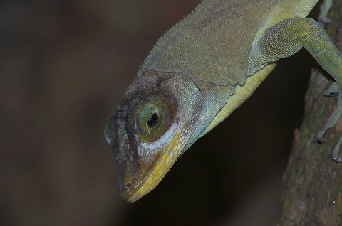 Grenada tree anole