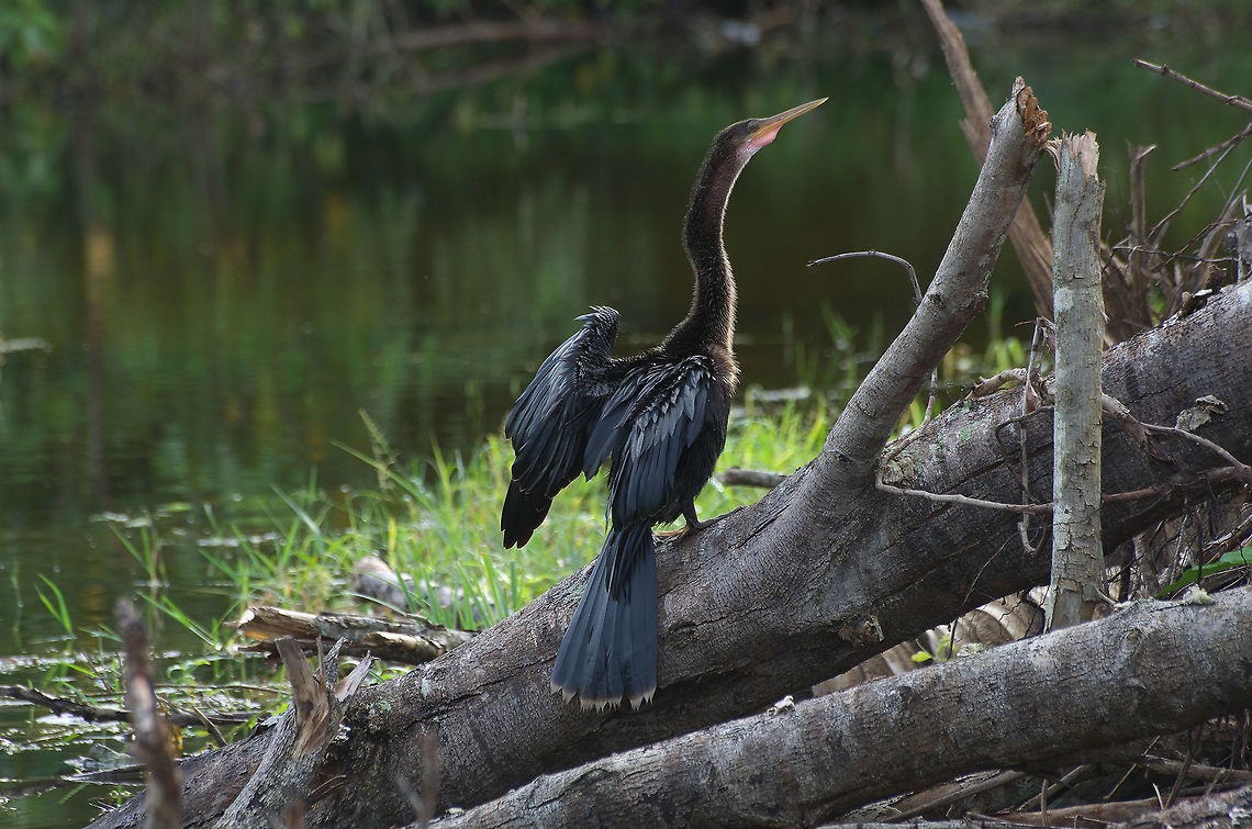Anhinga  Anhinga,Anhinga anhinga,Fall,Geotagged,Trinidad and Tobago