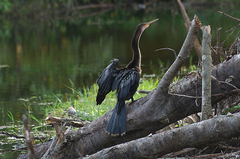 Anhinga  Anhinga,Anhinga anhinga,Fall,Geotagged,Trinidad and Tobago