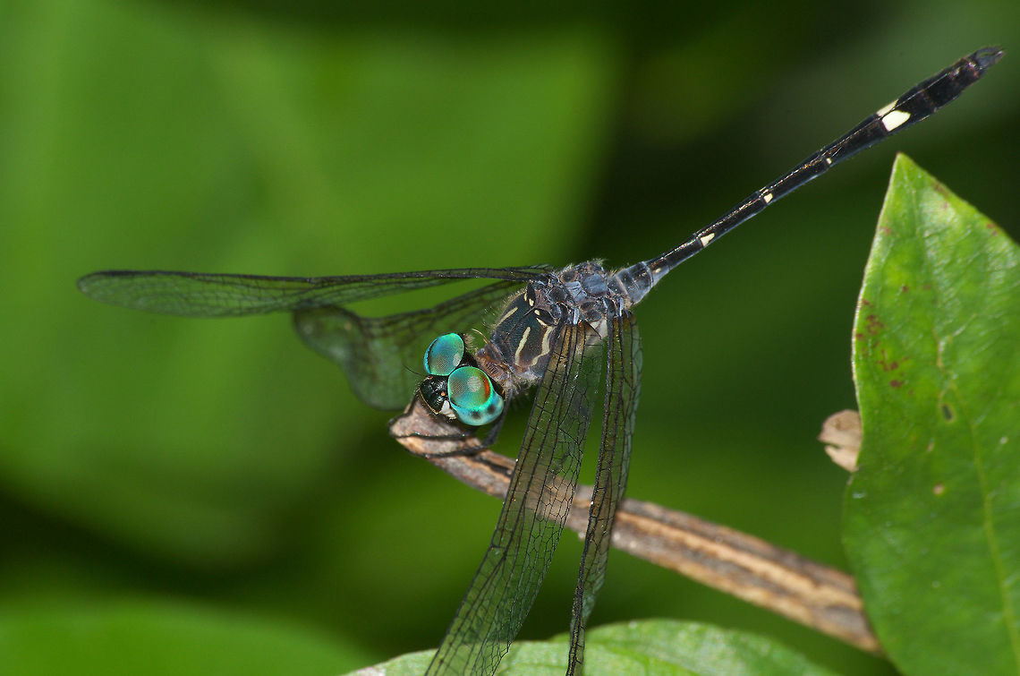 Blue Dragonfly  Fall,Geotagged,Micrathyria ocellata,Trinidad and Tobago
