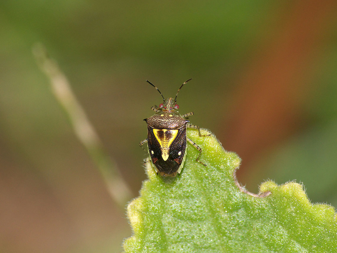 Ypsilon Stinkbug  Geotagged,Mormidea ypsilon,Trinidad and Tobago,Winter,Ypsilon stink bug,brown,green,yellow