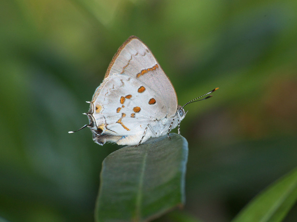 Hairstreak Butterfly  Geotagged,Tmolus echion,Trinidad and Tobago,Winter