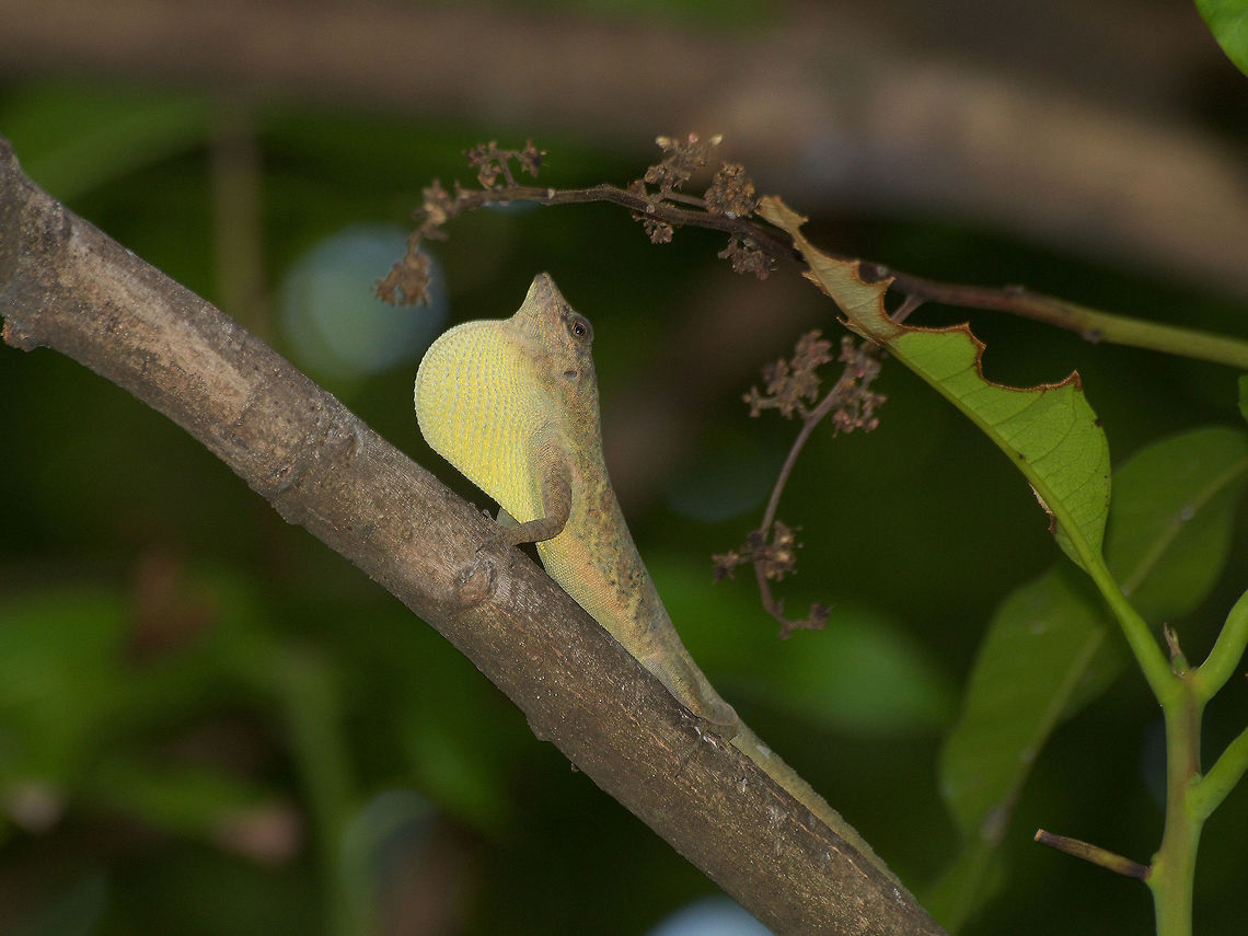 Bronze Anole showing off  Anolis aeneus,Bronze Anole,Geotagged,Trinidad and Tobago,Winter