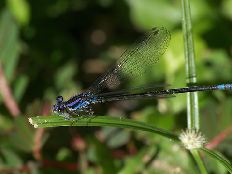Dancer Damselfly  Argia pulla,Geotagged,Trinidad and Tobago,Winter,black,blue,purple