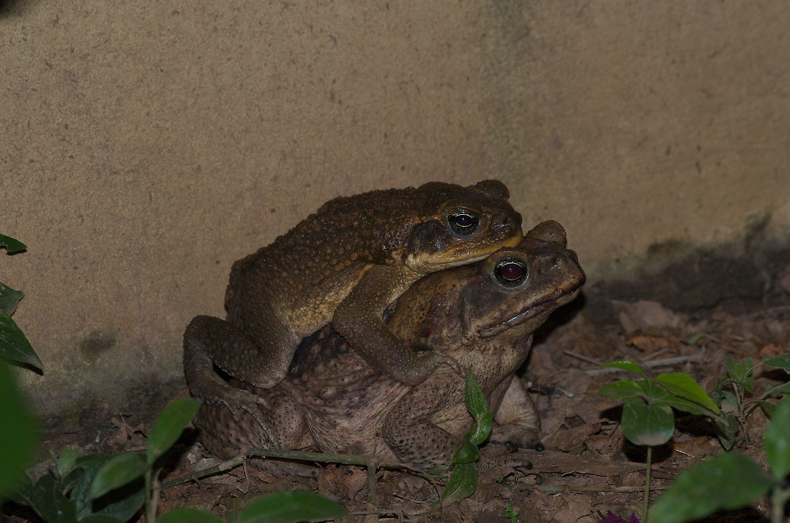 Cane Toads  Geotagged,Rhinella marina,Trinidad and Tobago,Winter