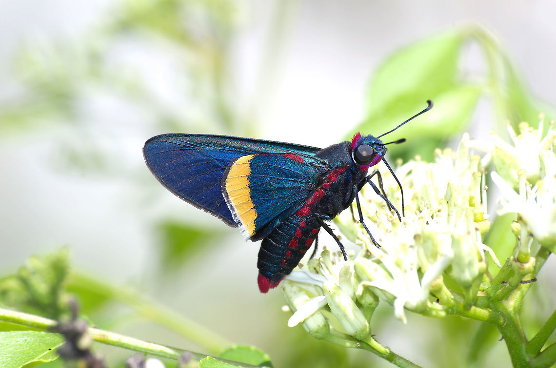 Royal Firetip  Geotagged,Mysoria barcastus,Royal firetip,Trinidad and Tobago,Winter,black,iridescent,red,yellow