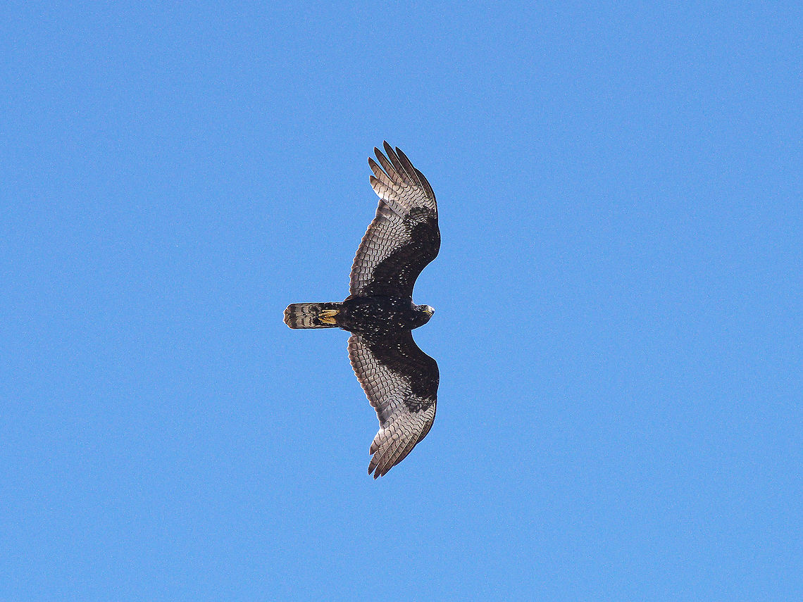 Zone-tailed Hawk I thought this was a vulture until I saw the pigeons flying away in a panic. Buteo albonotatus,Geotagged,Trinidad and Tobago,Winter,zone-tailed hawk