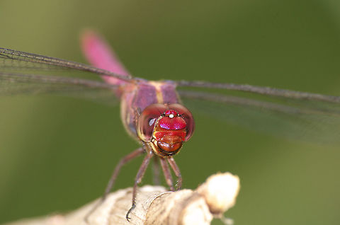 Tropical King Skimmer  Geotagged,Orthemis ferruginea,Roseate Skimmer,Trinidad and Tobago,Winter