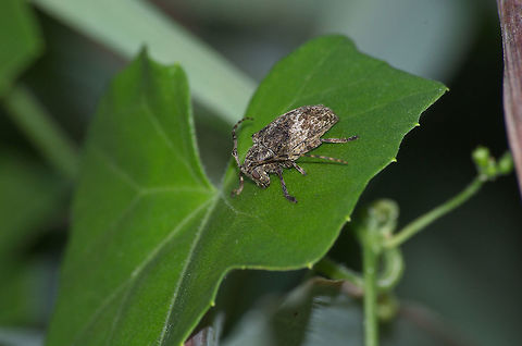 Longhorn Beetle  Geotagged,Trinidad and Tobago,Winter