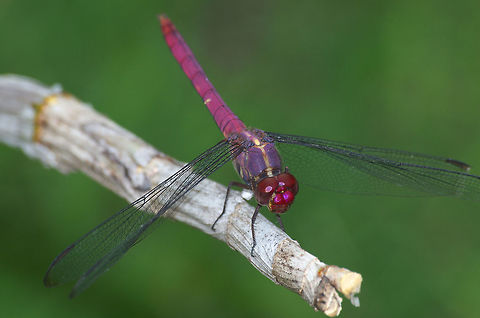 Tropical King Skimmer  Geotagged,Orthemis ferruginea,Roseate Skimmer,Trinidad and Tobago,Winter