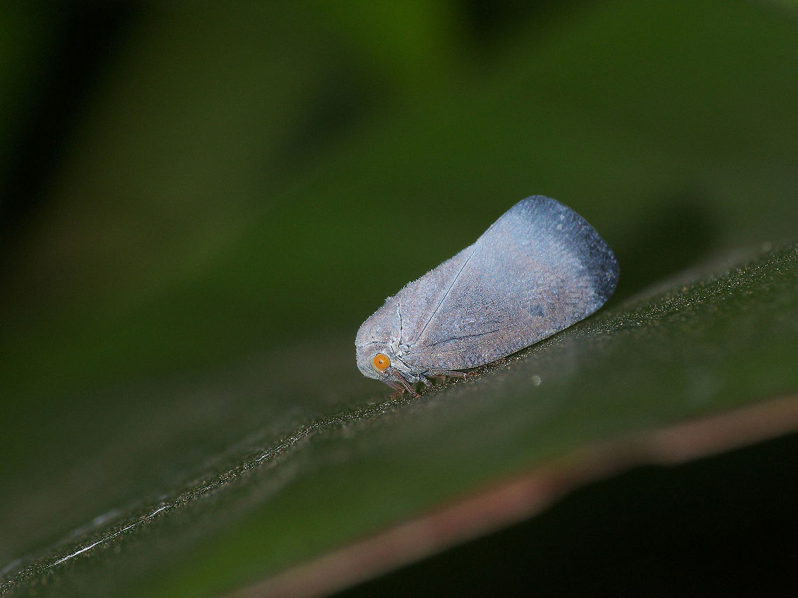 Citrus Flatid Planthopper  Citrus Flatid Planthopper,Geotagged,Metcalfa pruinosa,Trinidad and Tobago,Winter,blue,eyes,orange