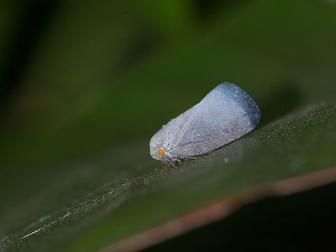 Citrus Flatid Planthopper  Citrus Flatid Planthopper,Geotagged,Metcalfa pruinosa,Trinidad and Tobago,Winter,blue,eyes,orange