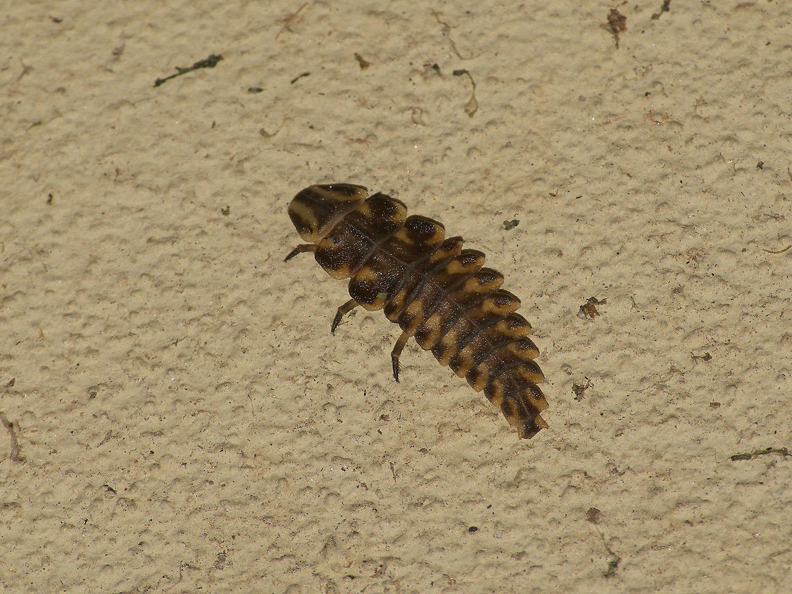 Firefly Larva  Aspisoma ignitum,Geotagged,Trinidad and Tobago,Winter,brown,spikes