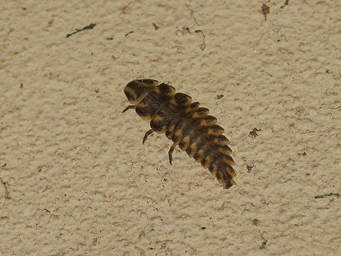 Firefly Larva  Aspisoma ignitum,Geotagged,Trinidad and Tobago,Winter,brown,spikes