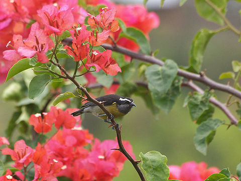 Bananaquit  Bananaquit,Coereba flaveola,Geotagged,Trinidad and Tobago,Winter,brown,grey,stripe,white,yellow