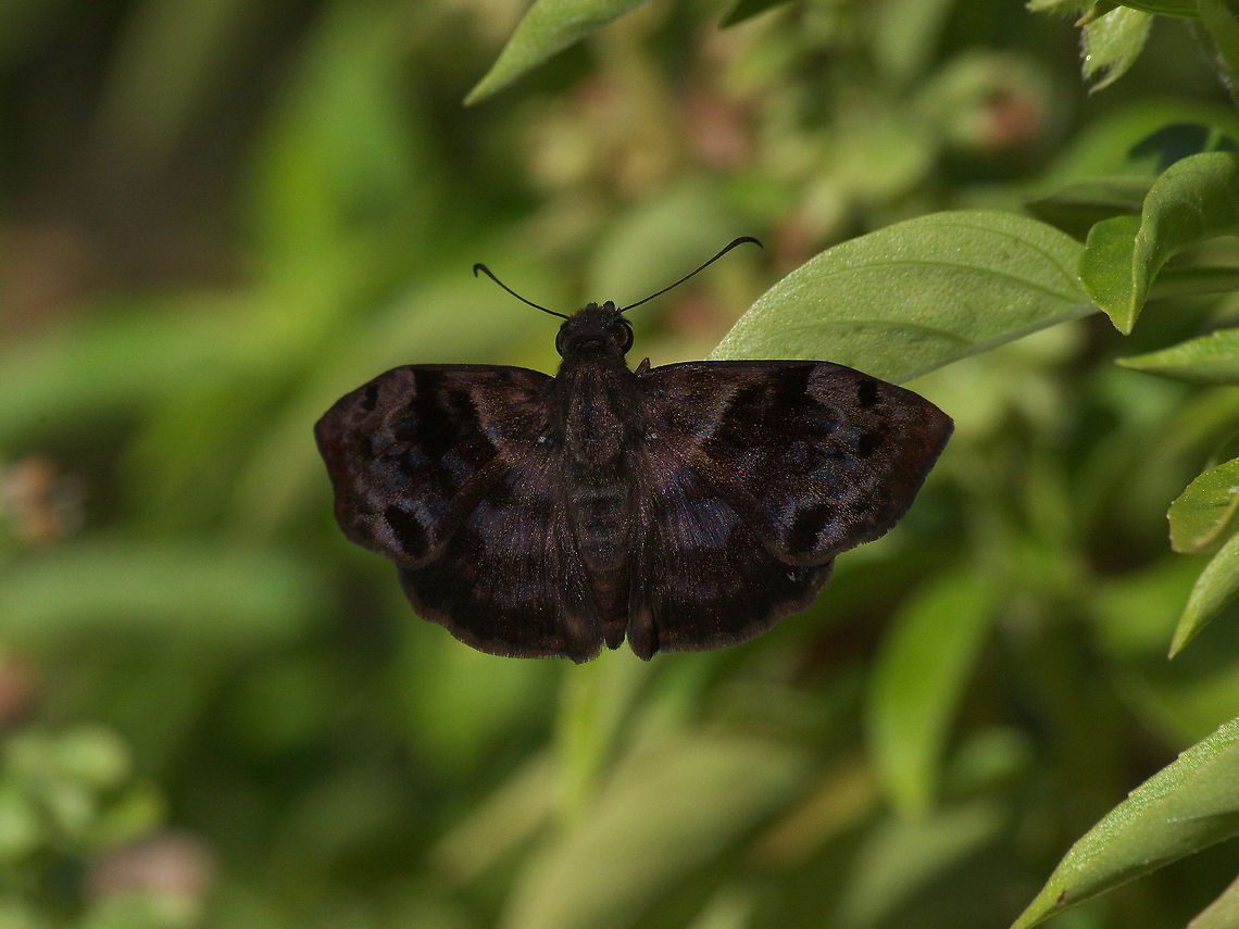 Common Bent Skipper  Ebrietas anacreon,Geotagged,Trinidad and Tobago,Winter,black