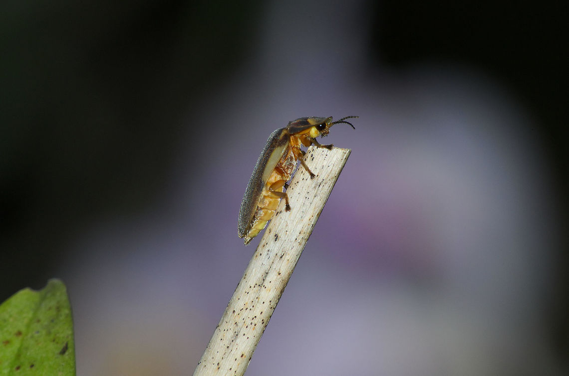 Firefly  Aspisoma ignitum,Geotagged,Trinidad and Tobago,Winter,brown,yellow
