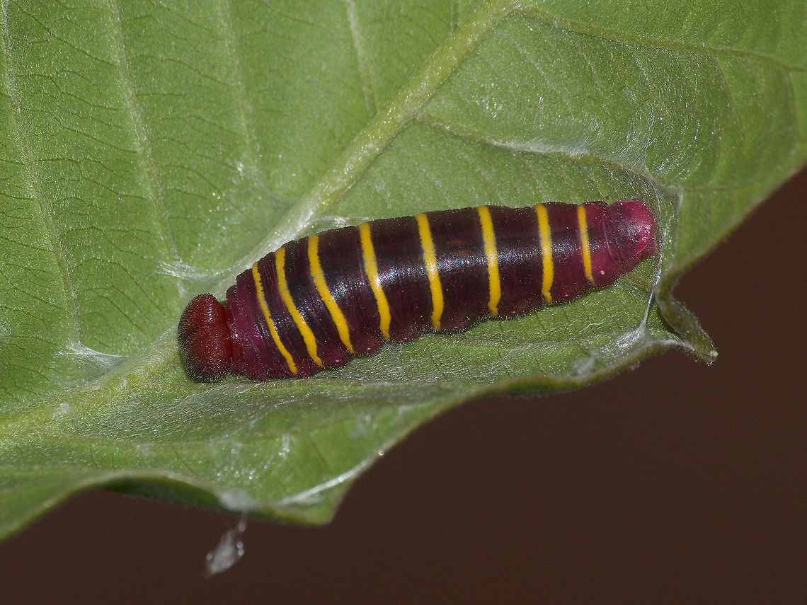 Guava Skipper Caterpillar  Geotagged,Phocides polybius,Trinidad and Tobago,Winter,red,striped,yellow