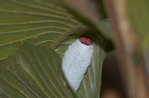 Guava Skipper Caterpillar As it comes closer to metamorphosis the guava skipper caterpillar takes on a much different appearance. Geotagged,Phocides polybius,Trinidad and Tobago,Winter,red,white