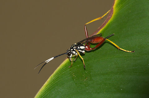 Ichneumon wasp  Geotagged,Trinidad and Tobago,Winter,black,brown,patterned,white,yellow