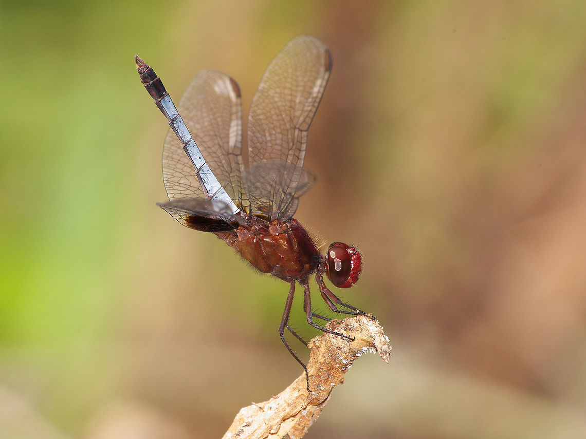 Red-faced Dragonlet  Erythrodiplax fusca,Geotagged,Trinidad and Tobago,Winter,blue,red