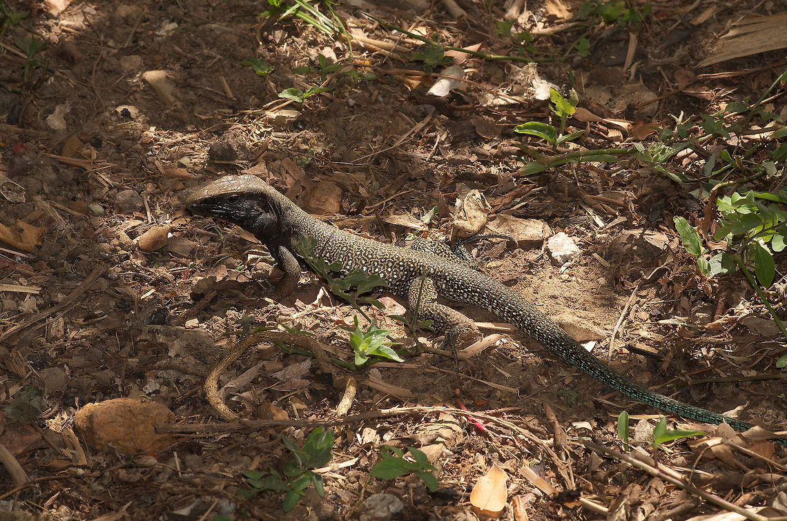 Whiptail Lizard  Ameiva atrigularis,Geotagged,Trinidad and Tobago,Winter,black,brown,spots,white