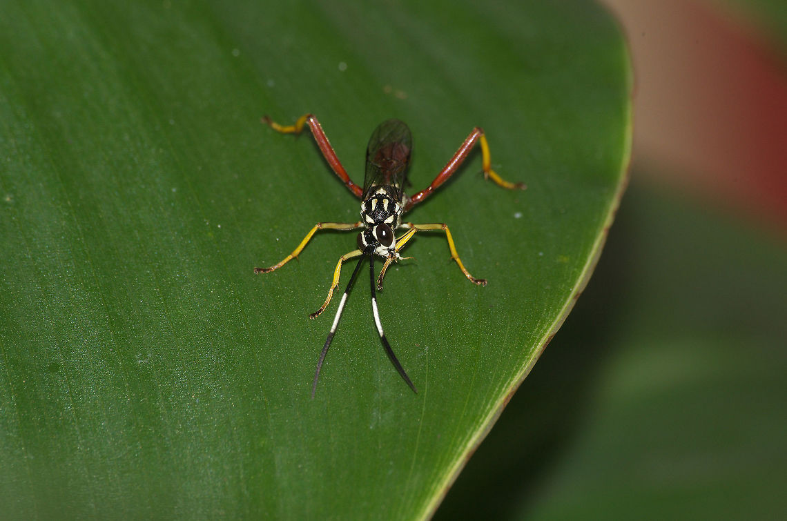 Ichneumon wasp  Geotagged,Trinidad and Tobago,Winter,black,brown,patterned,white,yellow