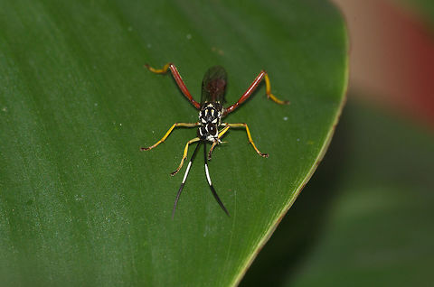 Ichneumon wasp  Geotagged,Trinidad and Tobago,Winter,black,brown,patterned,white,yellow