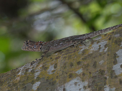 Collared Tree Runner These medium sized lizards are relatively common but often go unnoticed due to their excellent camouflage. Geotagged,Plica plica,Trinidad and Tobago,Winter,plica plica,spiky,spots